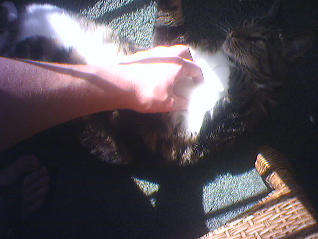 bursting with cat energy