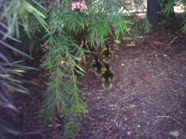 lil ducklins