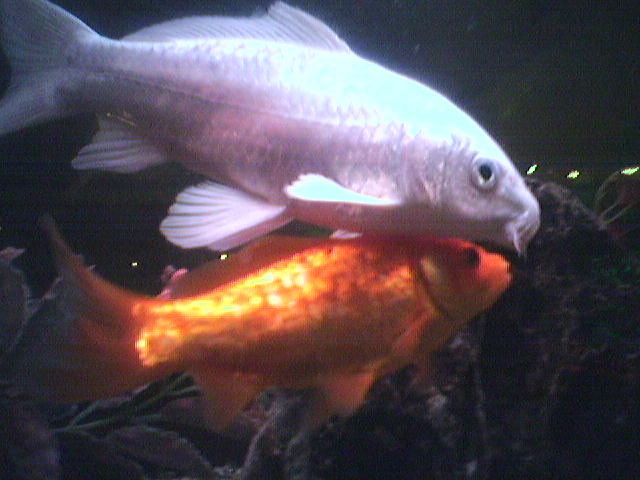 poisson distribution