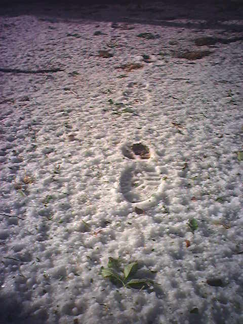 one of them summer, winter wonderlands