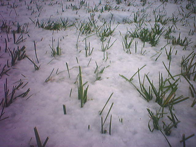 one of them summer, winter wonderlands