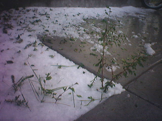 one of them summer, winter wonderlands