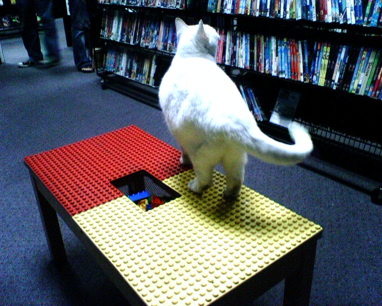 cat in the video store