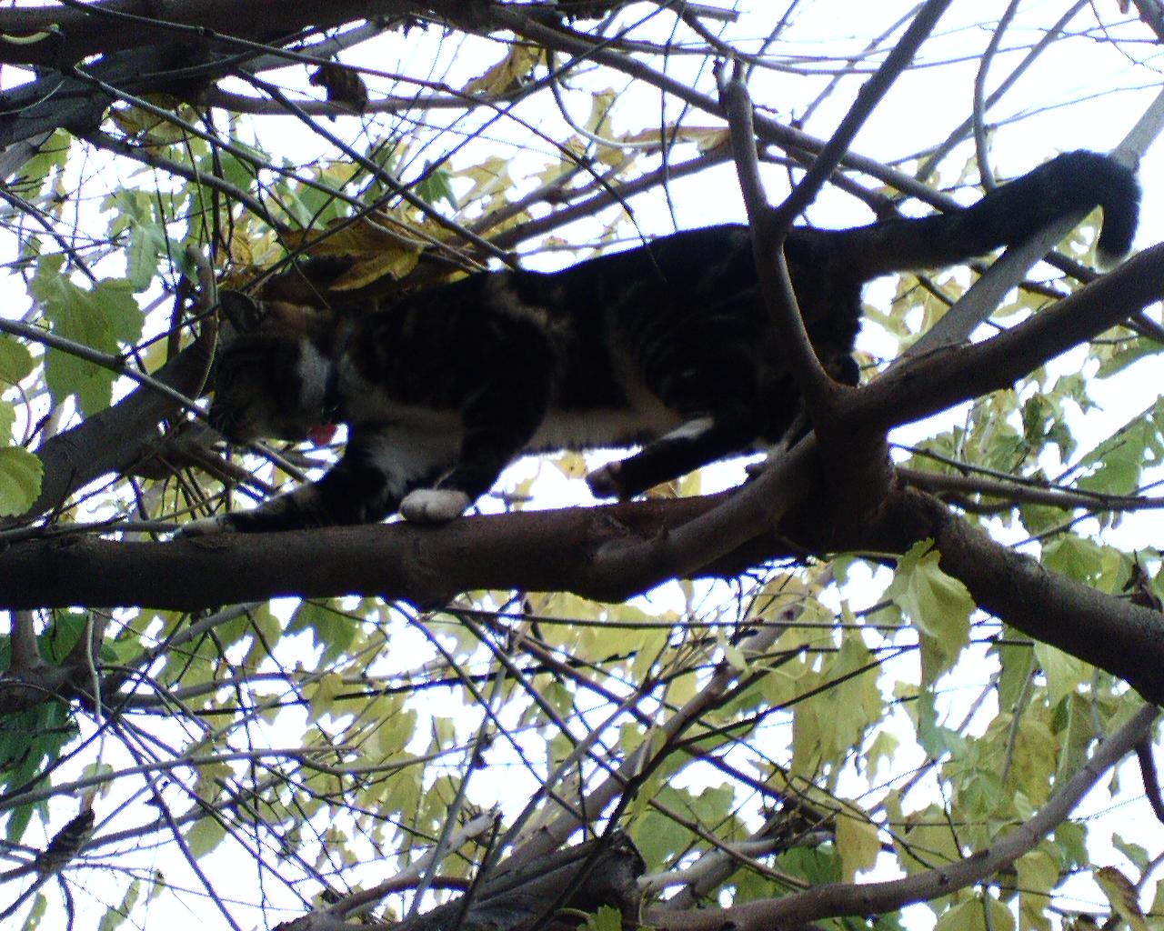 sammy on thin branches a tree