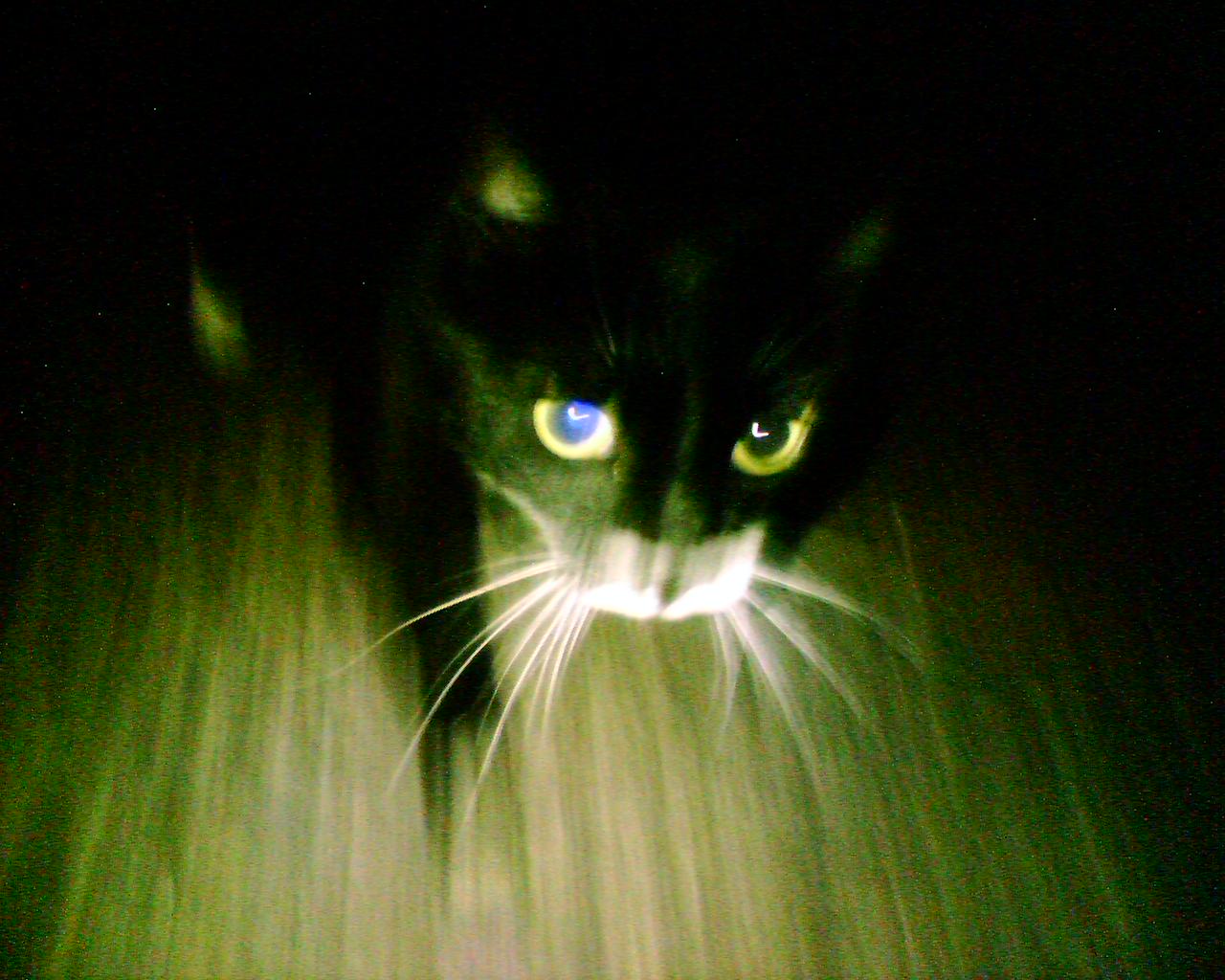 ¡ay, un gato negro!