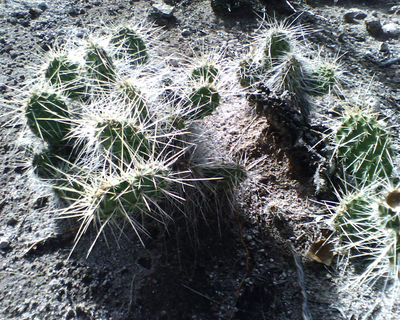 Adventure Atop a Finger Mesa