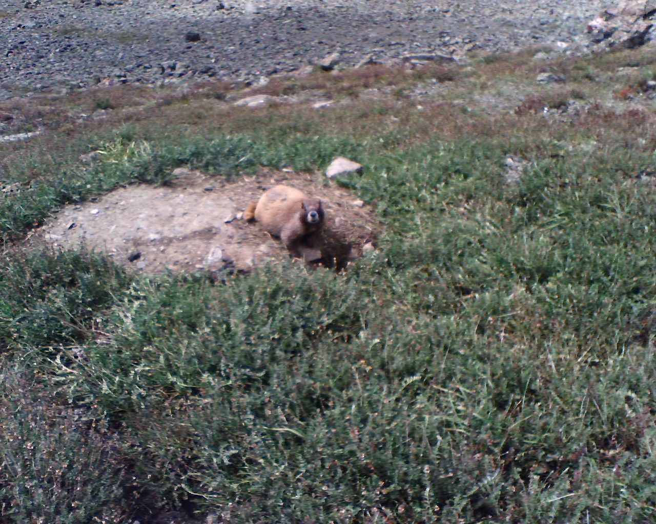 chubby marmot stands guard at entrance to underground terrorist network