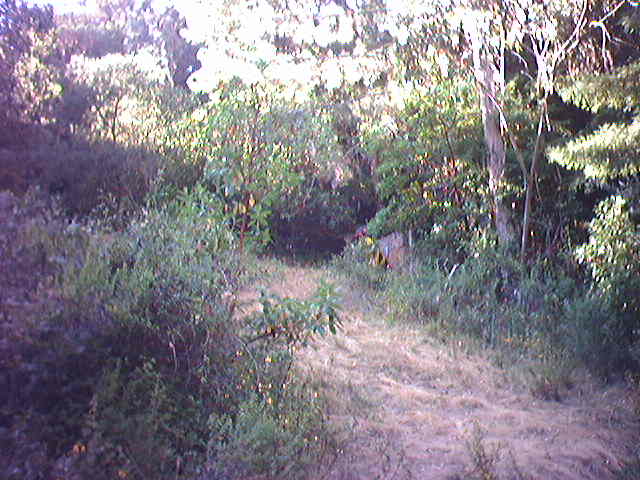 giant, killer insects