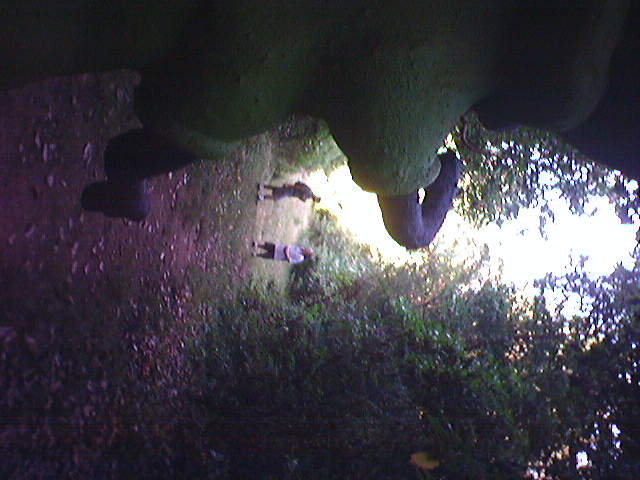 attacking killer ant