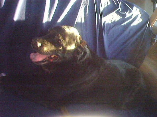 last of those doggy days