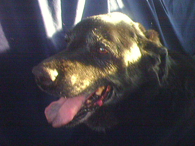 last of those doggy days