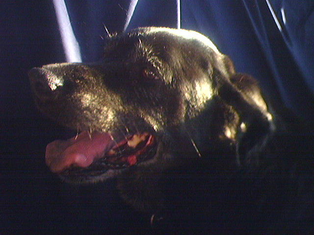 last of those doggy days