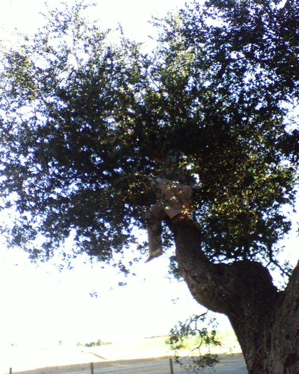 getting an aero ace out of the tree