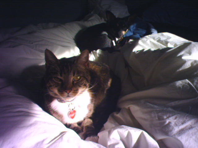 yescat, yesdog, norain