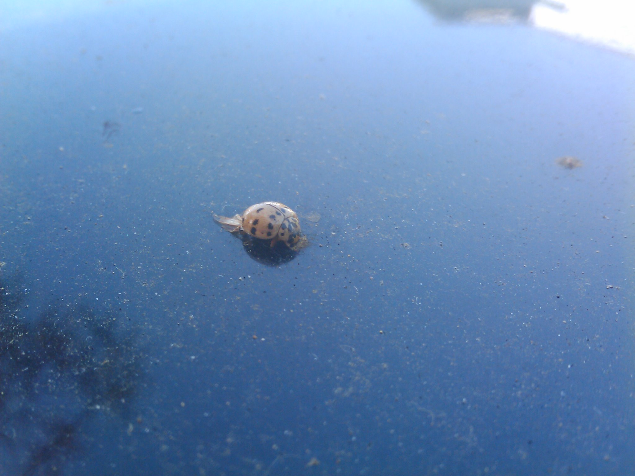 evil ladybug is desaturated