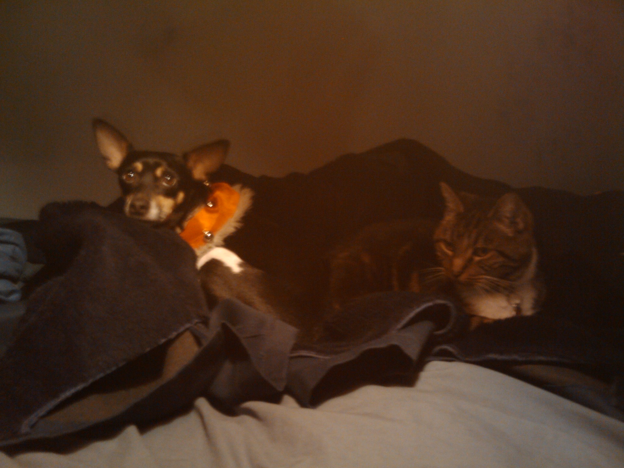 critters on my jacket