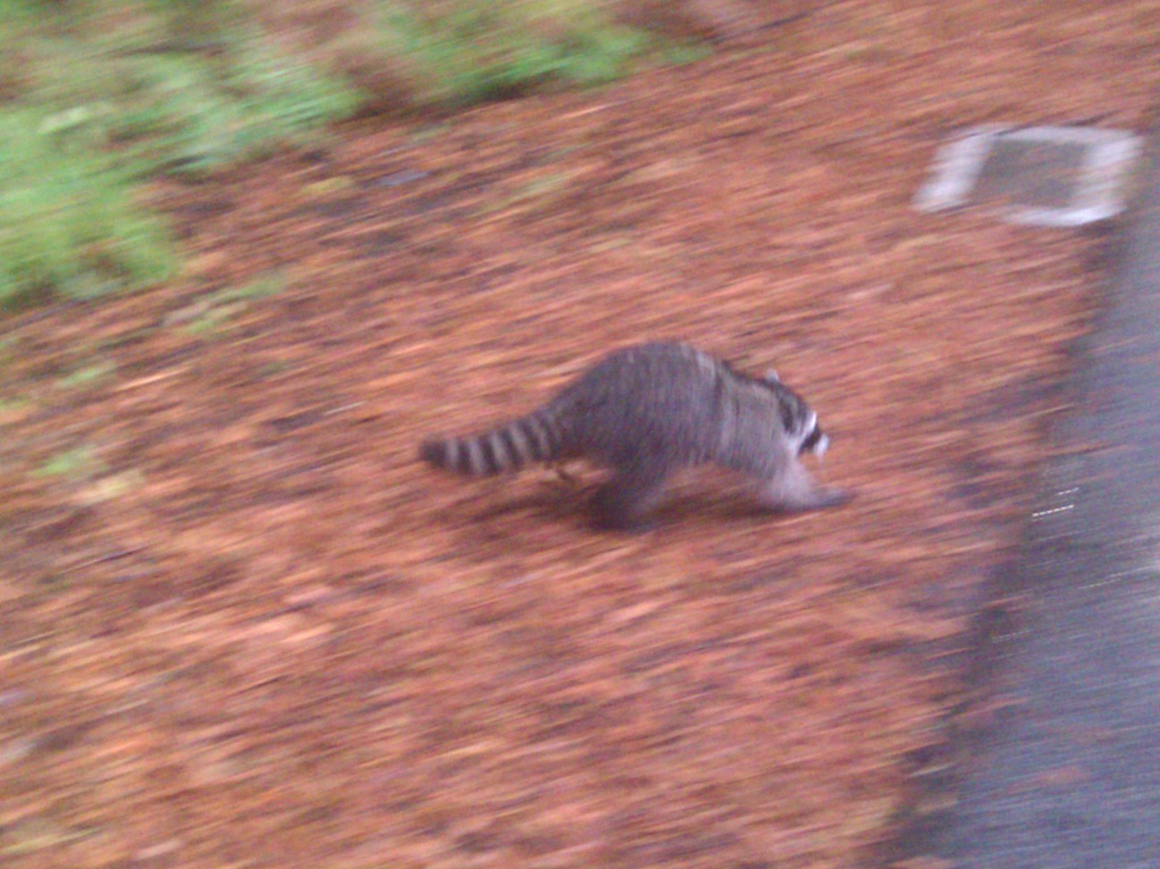 high-speed racoon chase