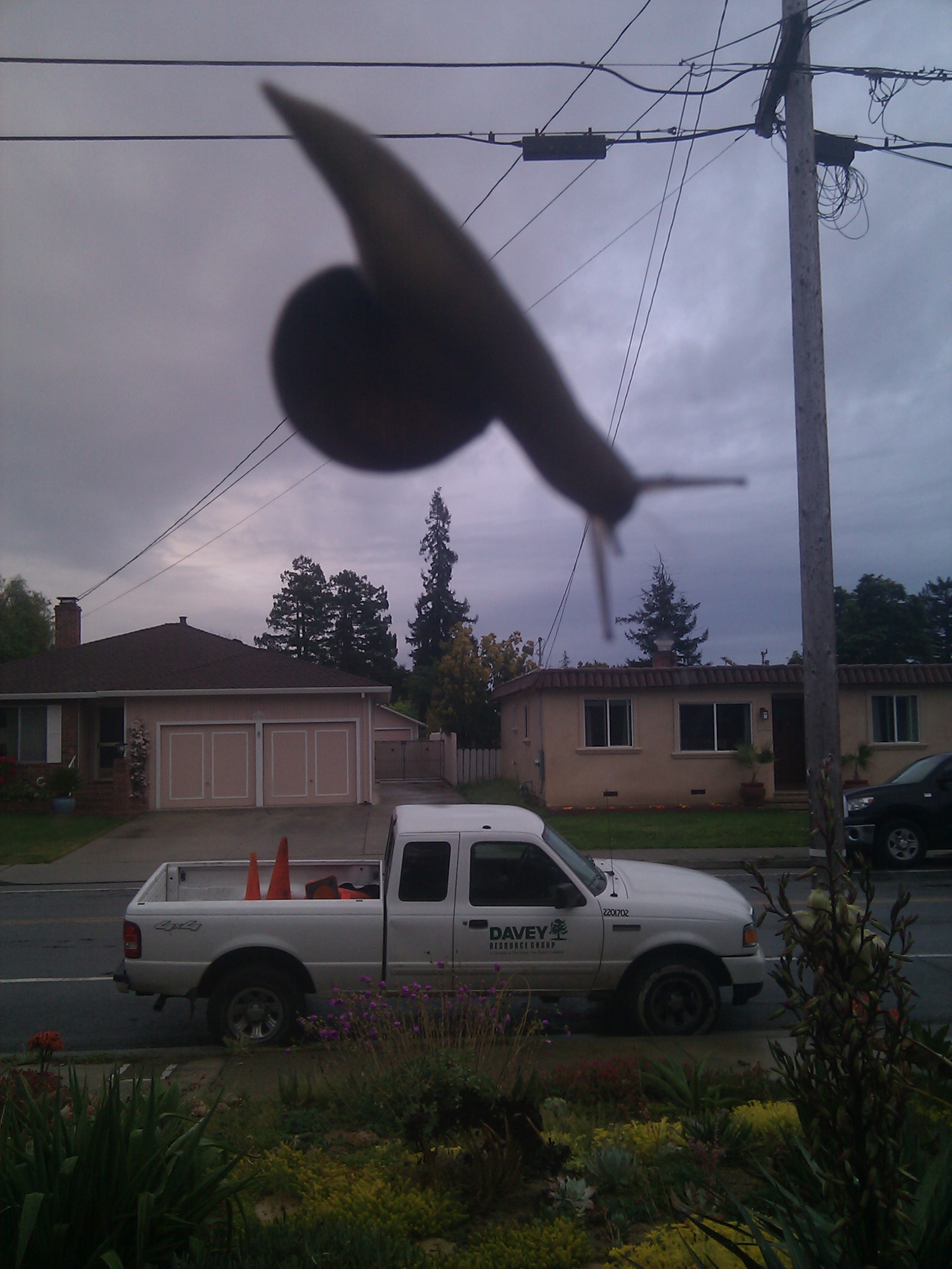snail on window