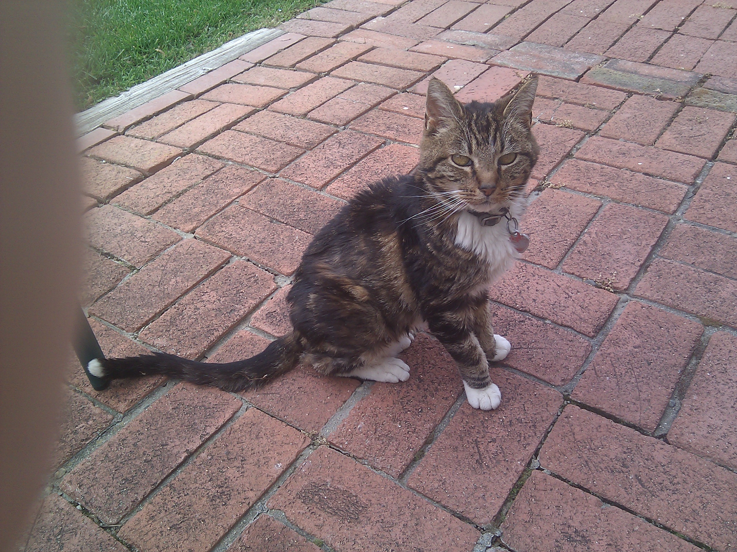 Old Sammy looking proud outside