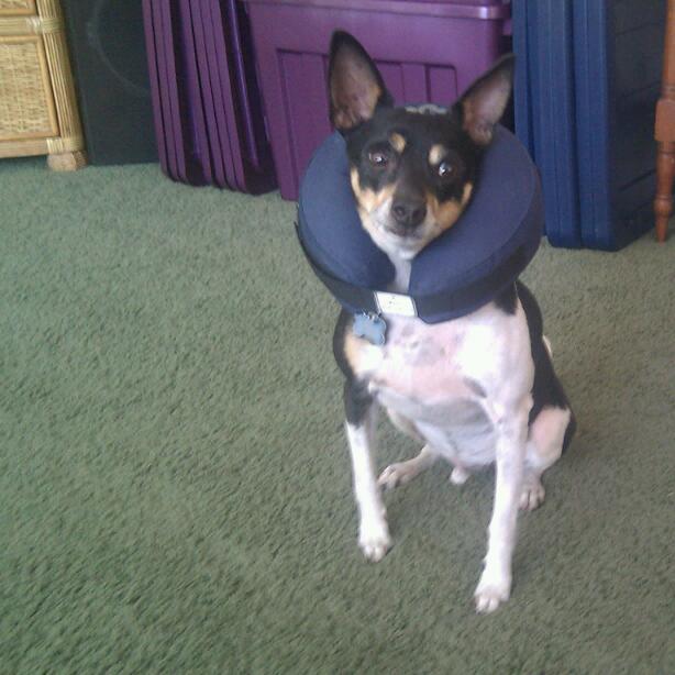 advances in dog no-chew collar technology