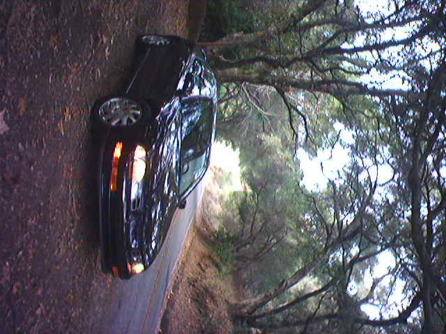 trees contain high frequencieees