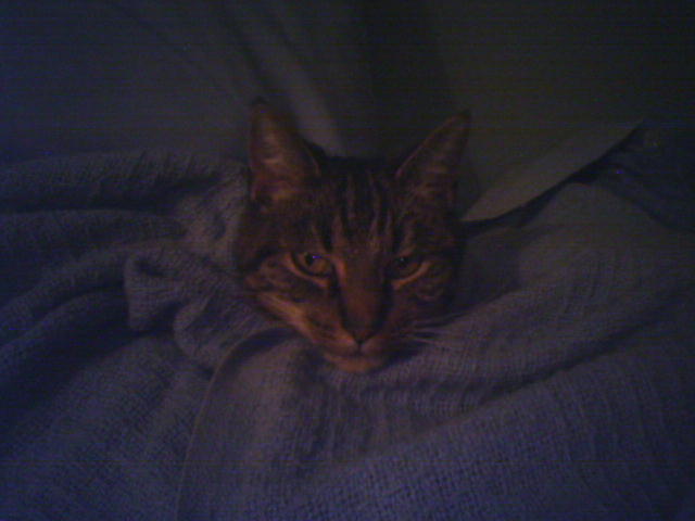 disembodied cat head