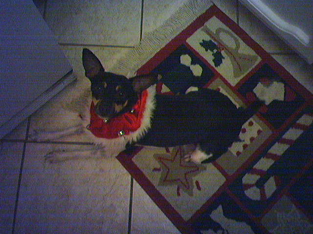 why are they putting MORE bells on the dog?