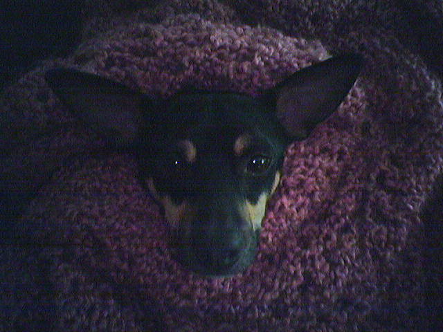 disembodied dog head