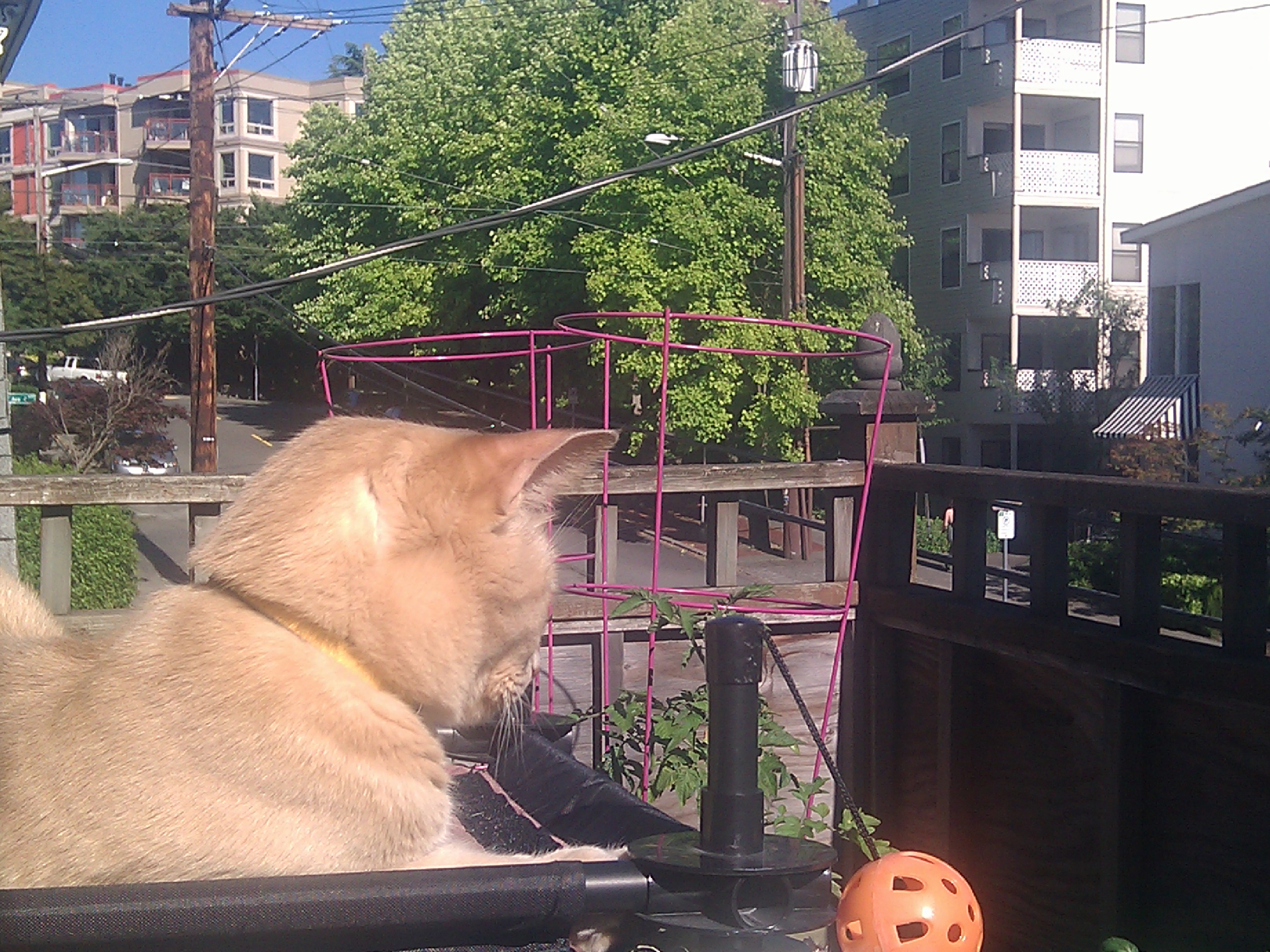 JPEG (the cat) outside in the sun