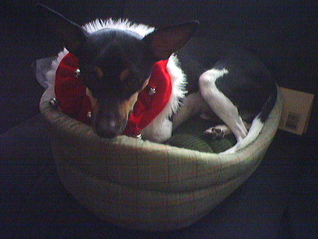 let loose the dogs of war